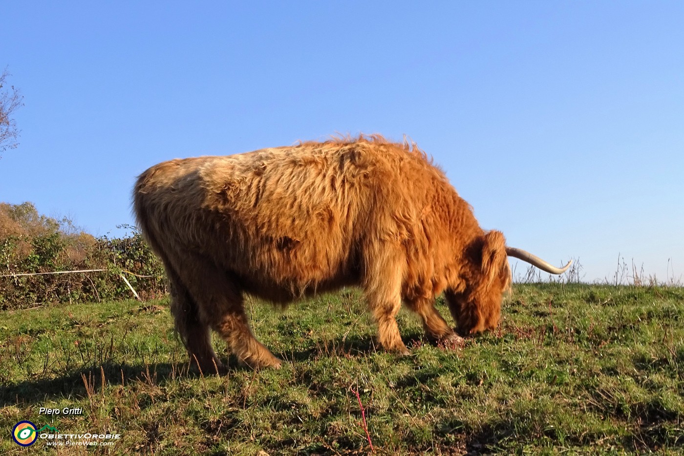 62 Mucca Higland all'Agriturismo Prati Parini.JPG -                                